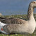 Greylag Goose
